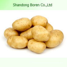 Chinese High Quality Fresh Potato